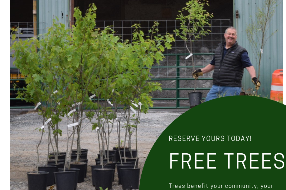 Free Trees to Barre City Residents