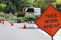 Prospect Street Tree Removal - May 1st and 2nd